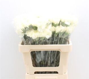 Carnation Diletta Crema