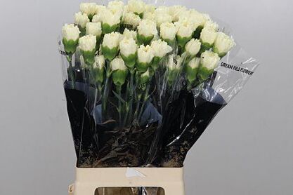 Carnation Diletta Crema