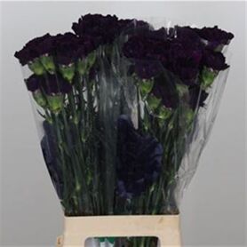 Carnation Florigene Moonvista