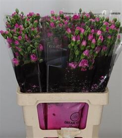 Mini Œillet Lilac Melissa