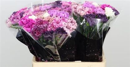 Carnation Mix Lavender