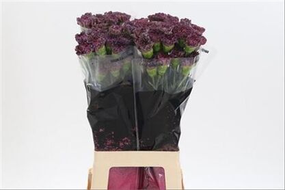 Carnation Copper Extasis