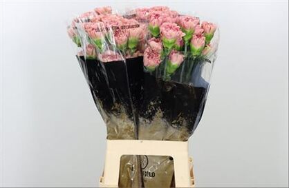 Carnation Lege Pink