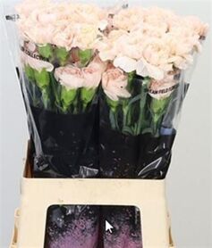 Carnation Lizzy