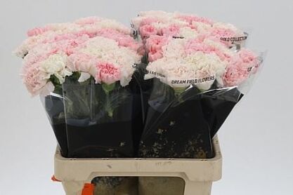 Carnation Mix Marriage