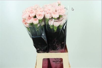 Carnation Maruchi