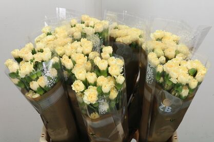 Mini Œillet Creme Intermezo