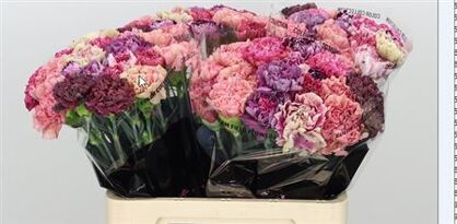 Carnation Mix Vintage