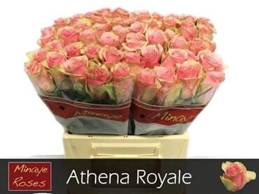Rosa Athena Royale