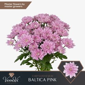 Chrysant Spray Baltica Pink