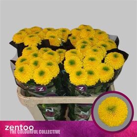Chrysant Blooms Brasiliana