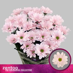 Chrysant Spray Babe