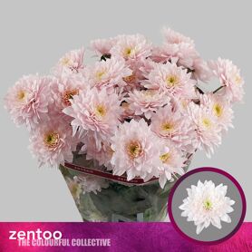 Chrysant Pastela Rose