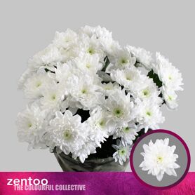Chrysant Baltica