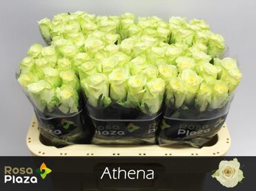 Rosa Athena