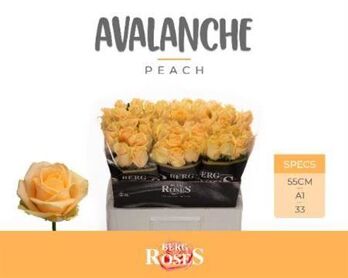 R Gr Avalanche Peach+