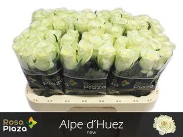 Rose Alpe d’Huez