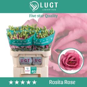 Eustoma Double Rosita Rose Pink
