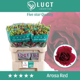 Eustoma Double Arosa Rouge