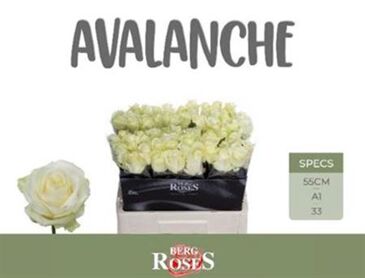 R Gr Avalanche+