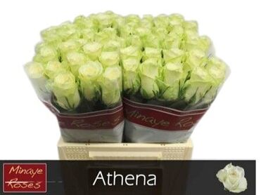 R Gr Athena