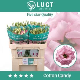 Eus G Cotton Candy