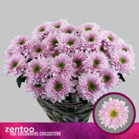 Chrysant Commander Rose