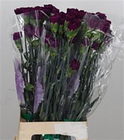 Carnation Florigene Moontea
