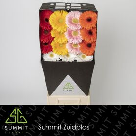 Gerbera Mixed France Diamond