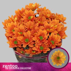 Chrysant Kaya