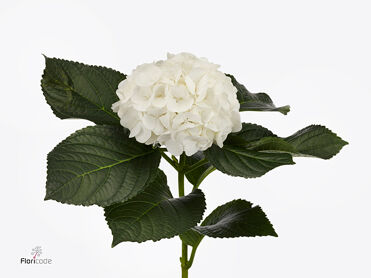 Hydrangea Albatros