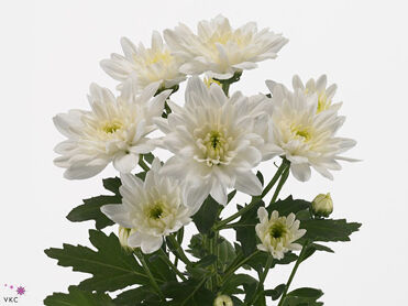 Chrysant Aqua Baltica