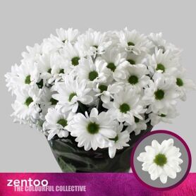 Chrysant Chic