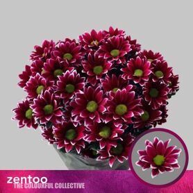 Chrysant Haydar