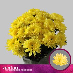 Chrysant Baltica Jaune