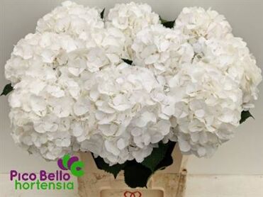 Hydrangea White Verena