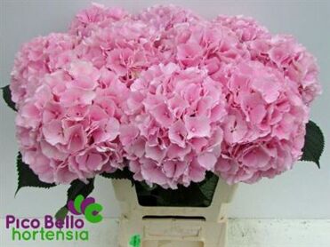 Hydrangea Verena