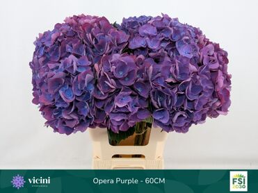 Hydrangea Royal Opera