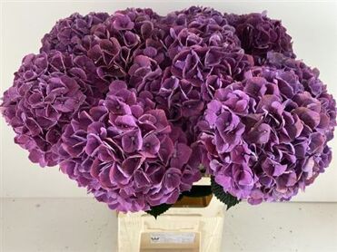 Hydrangea Magical Pink Ruby Purple