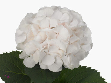 Hydrangea Sweet Verena