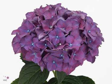 Hydrangea Rodeo Purple