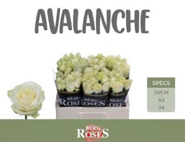 R Gr Avalanche+ A2