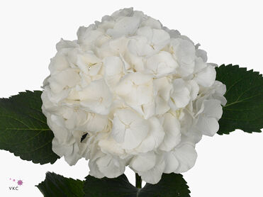 Hydrangea White Verena