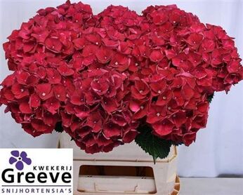 Hydrangea Magical Ruby Red