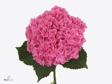 Hydrangea Royal Kiss