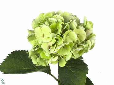 Hydrangea Verena Green