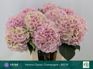 Hydrangea Verena Classic