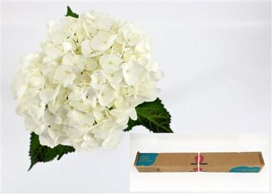 Hydrangea Therese