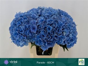 Hydrangea Royal Parade