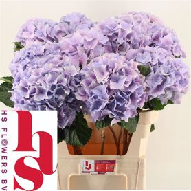 Hydrangea Royal Benefit